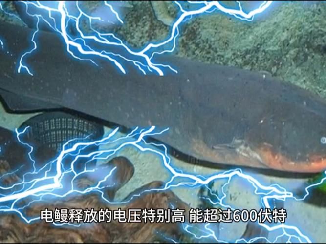网红“加拿大电鳗”是谁？这称呼从何而来？