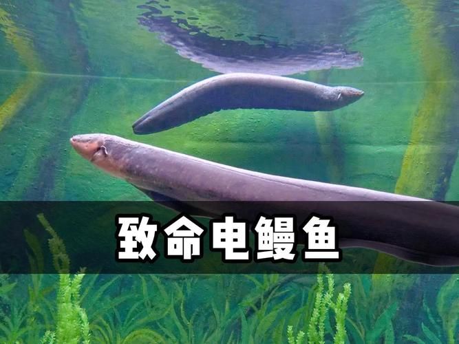 网红“加拿大电鳗”是谁？这称呼从何而来？