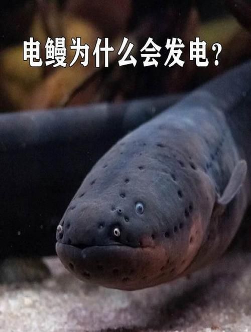 网红“加拿大电鳗”是谁？这称呼从何而来？