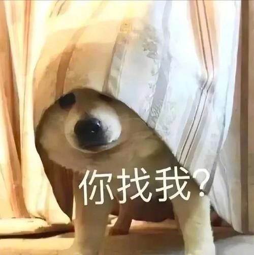 网络最火表情包大全：超全斗图神器，让你聊天更精彩！