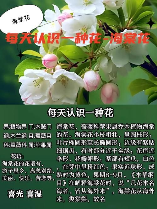 网络流行语“海棠”深度解读：你不知道的那些含义