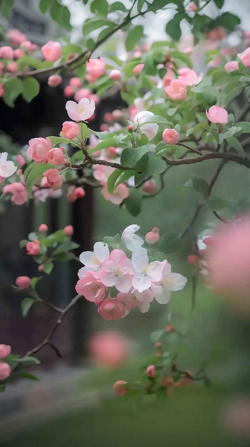 网络流行语“海棠”深度解读：你不知道的那些含义