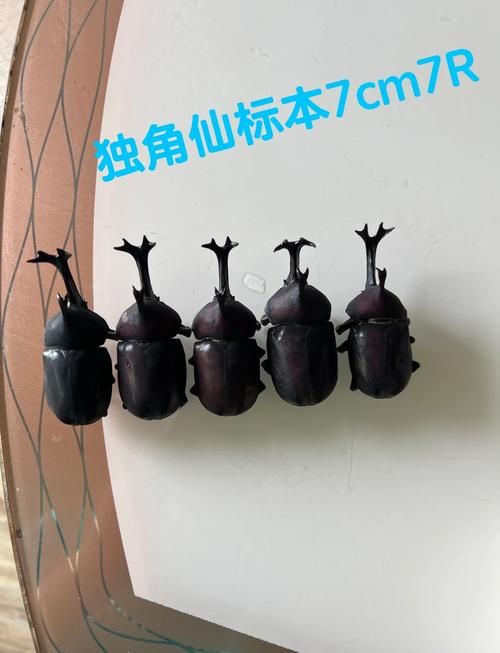 罕见变异独角仙：双头？五头？真相大揭秘