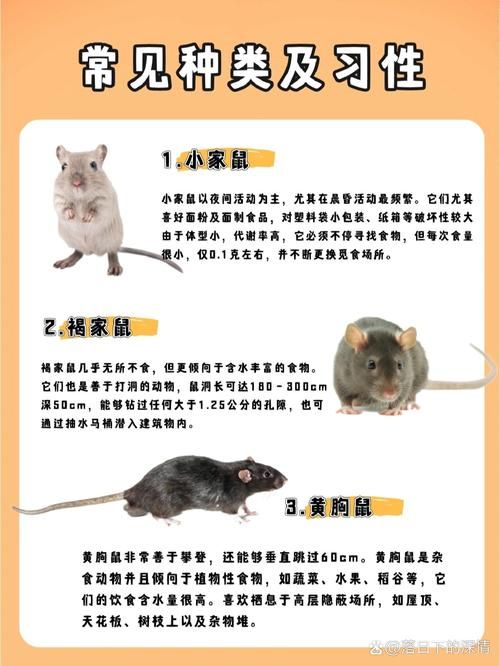 老鼠的产生与环境有关吗？探秘老鼠生存的秘密