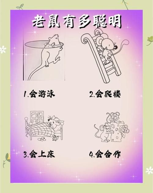 老鼠的产生与环境有关吗？探秘老鼠生存的秘密
