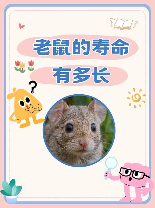 老鼠的产生与环境有关吗？探秘老鼠生存的秘密