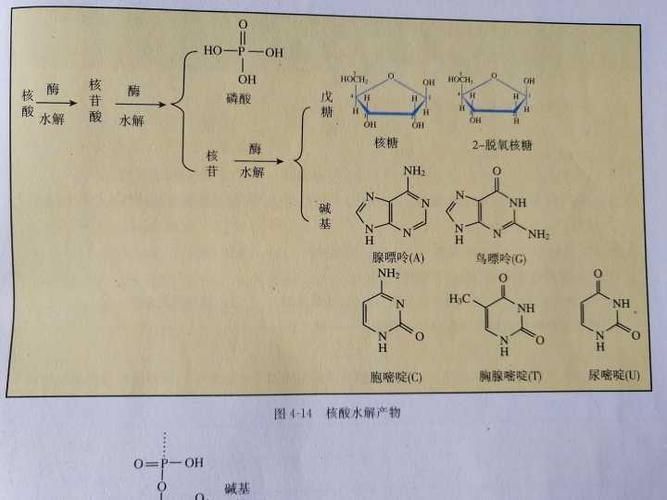 脱氧核糖是什么意思？这梗暗藏的含义你懂吗？