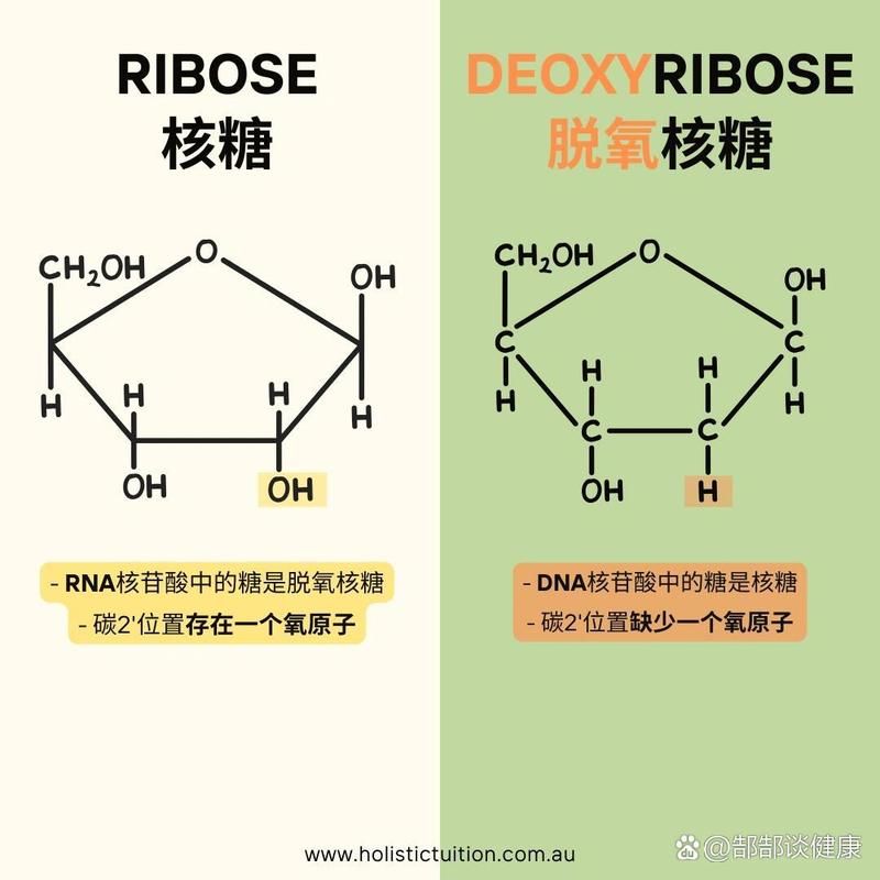 脱氧核糖是什么意思？这梗暗藏的含义你懂吗？