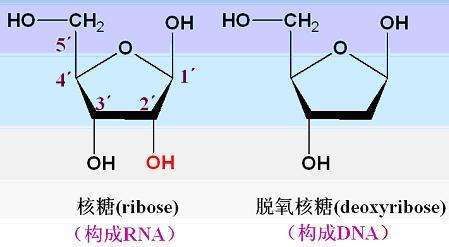 脱氧核糖是什么意思？这梗暗藏的含义你懂吗？