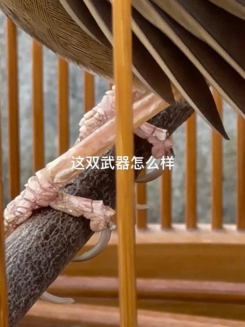 自制鸟食：详细配方及做法，让你的爱鸟吃得更健康