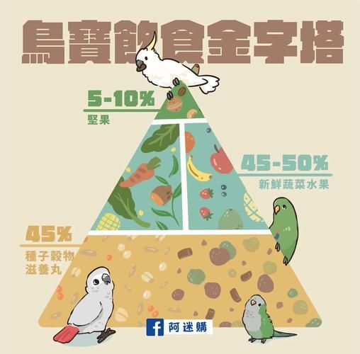 自制鸟食：详细配方及做法，让你的爱鸟吃得更健康