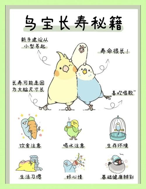 自制鸟食：详细配方及做法，让你的爱鸟吃得更健康
