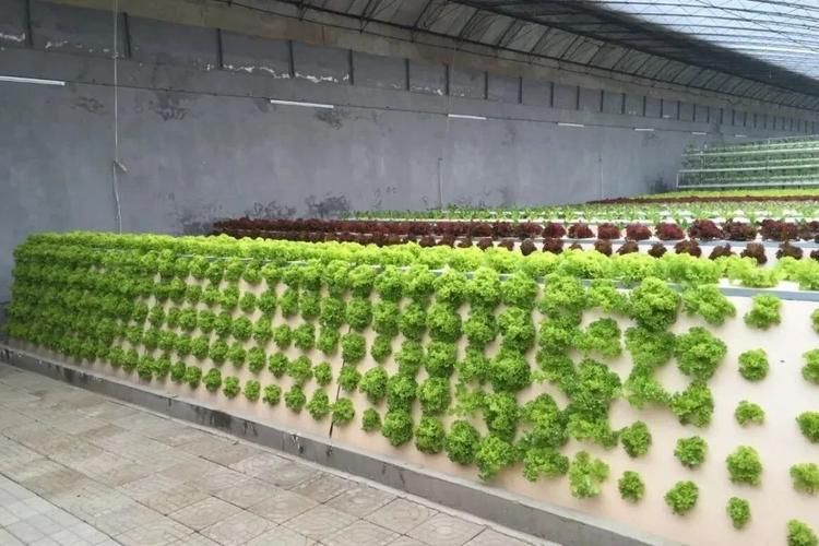 自己动手做空间种植塔：简单易学，打造专属立体花园