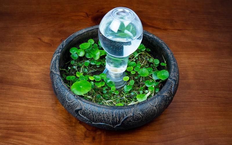 自己动手做自动浇水器，简单易学省钱又实用