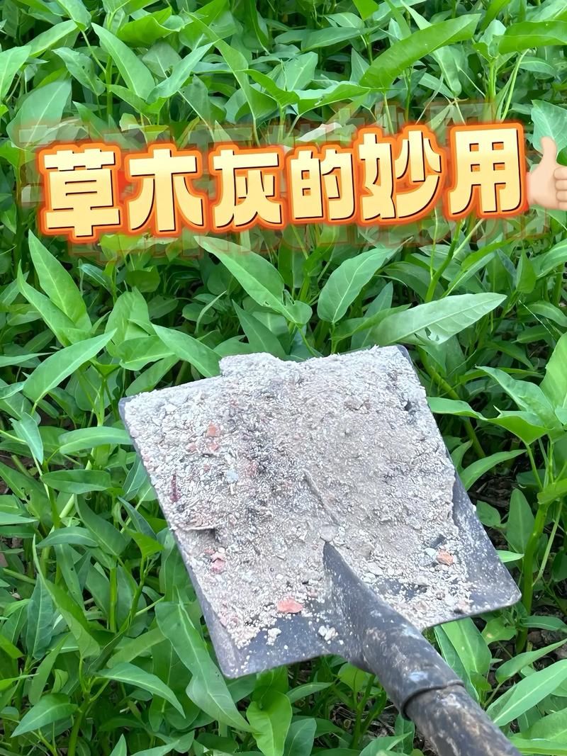 自己动手做草木灰，让你的蔬菜长得更好