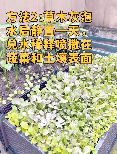 自己动手做草木灰，让你的蔬菜长得更好