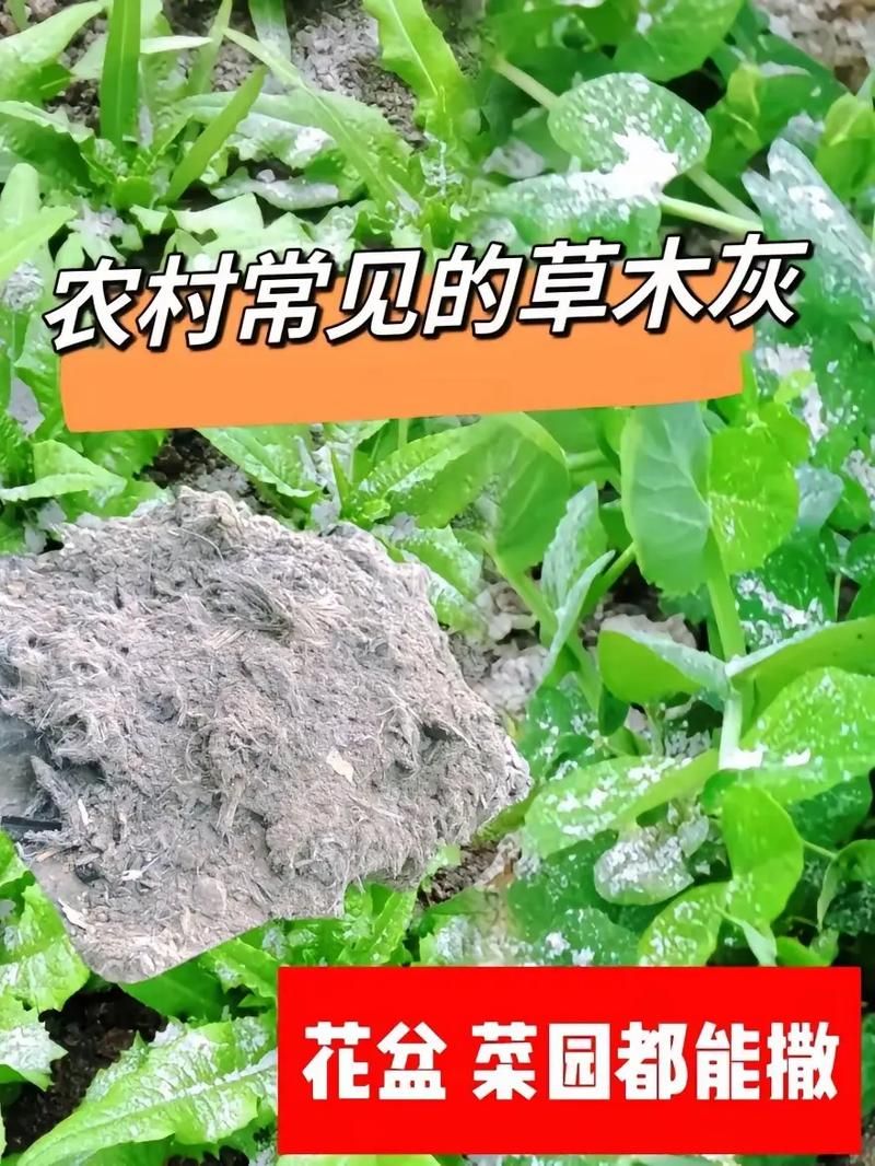 自己动手做草木灰，让你的蔬菜长得更好
