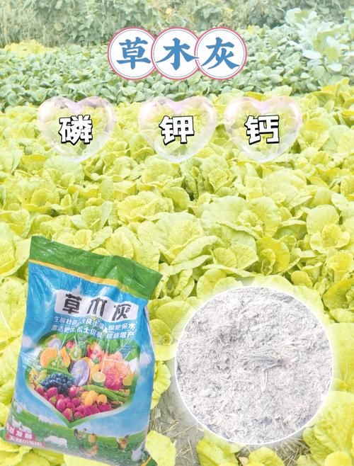 自己动手做草木灰，让你的蔬菜长得更好