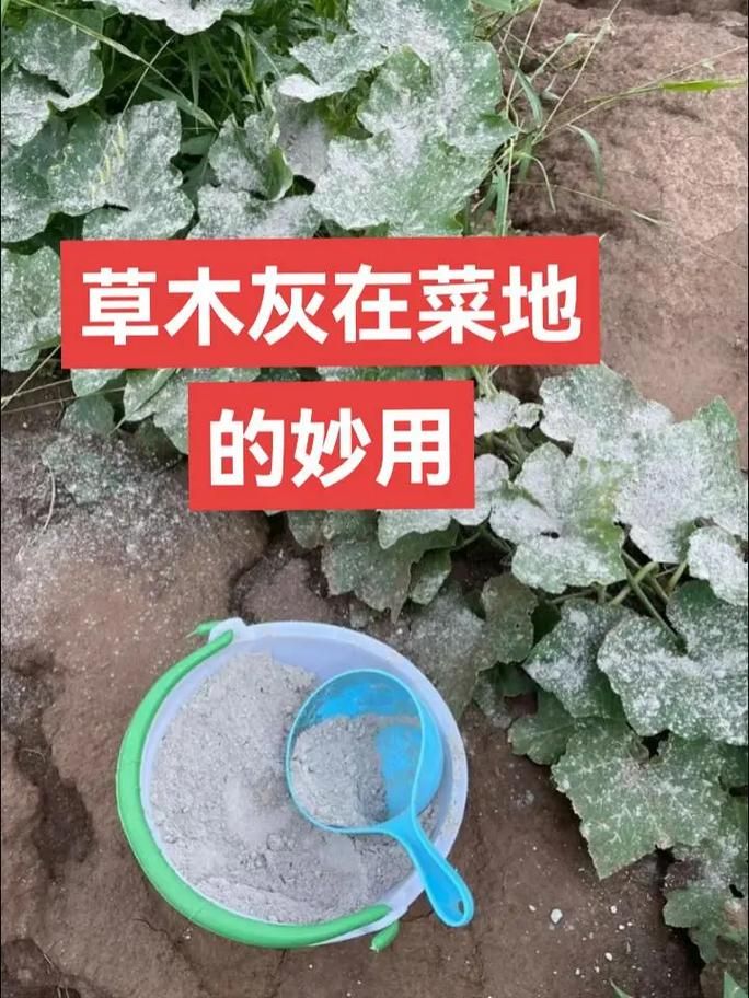 自己动手做草木灰，让你的蔬菜长得更好