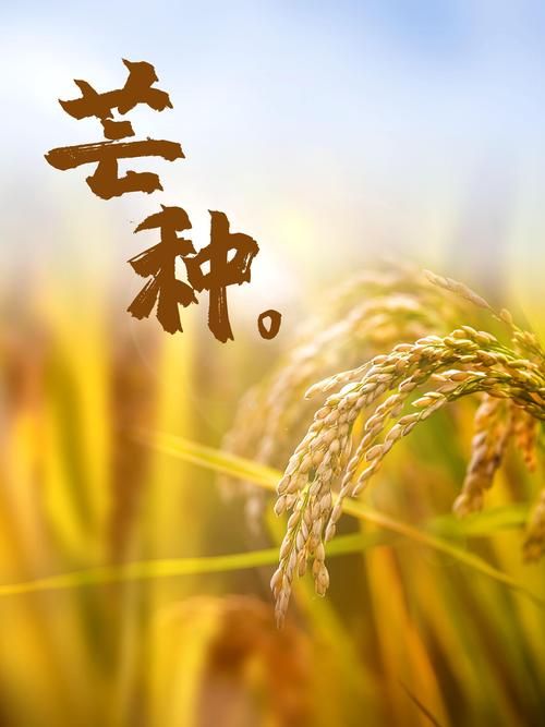 芒种节气朋友圈文案：分享你的芒种美好瞬间