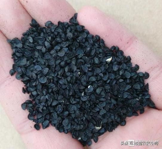 草木灰化学式怎么写？农村常用钾肥成分详解