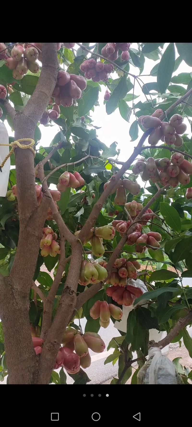 莲雾的原产地是哪里？探秘这种水果的起源与分布