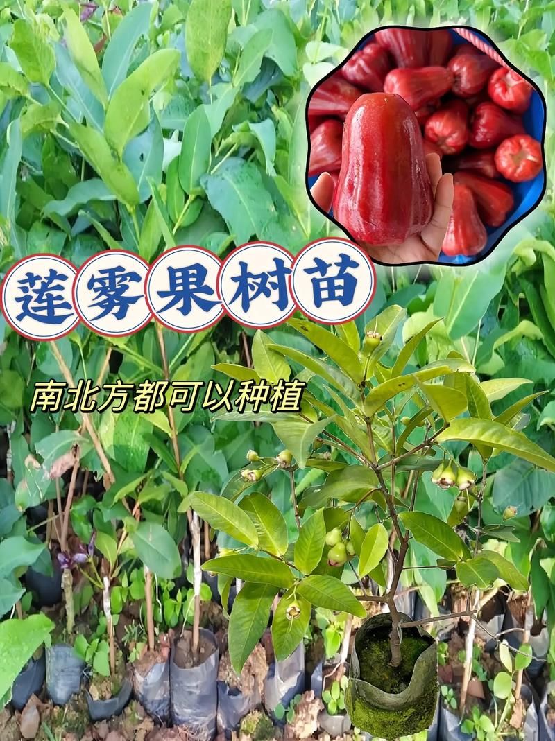 莲雾的原产地是哪里？探秘这种水果的起源与分布
