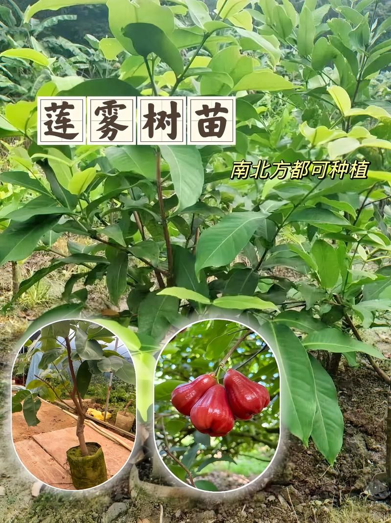 莲雾的原产地是哪里？探秘这种水果的起源与分布