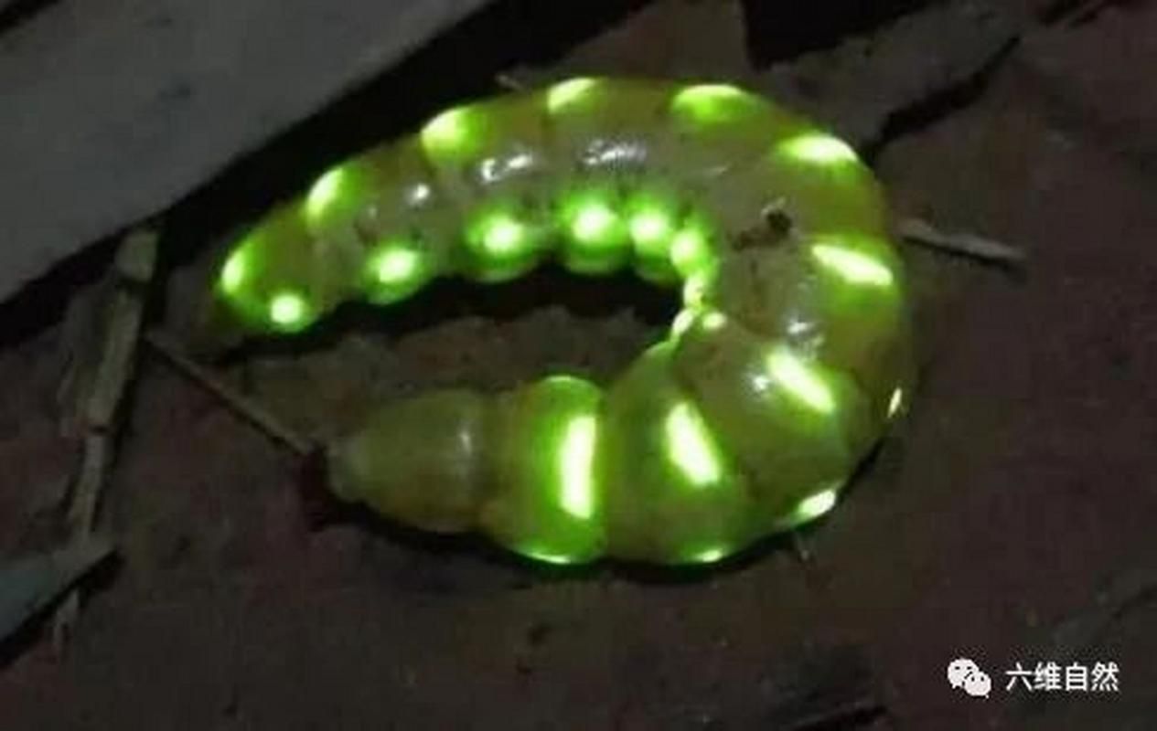 萤火虫下载：多种版本任你挑选，总有一款适合你