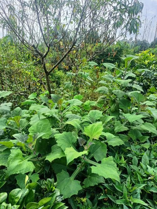 葱葱茏茏是什么意思如何使用？一文带你读懂葱葱茏茏