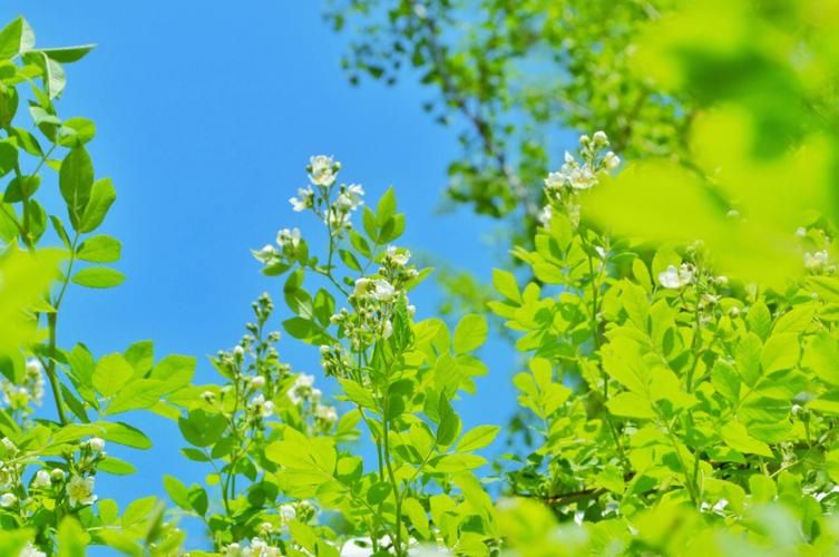 葱葱茏茏是什么意思如何使用？一文带你读懂葱葱茏茏