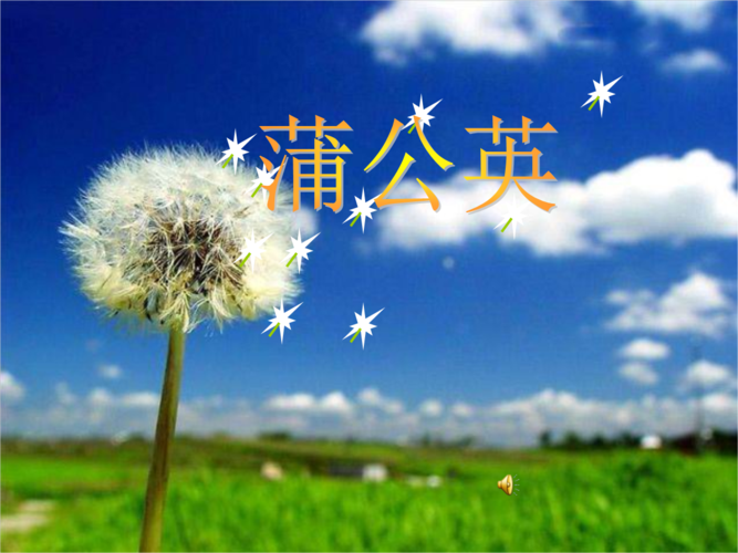 蒲公英种子购买渠道大全：线上线下都能买