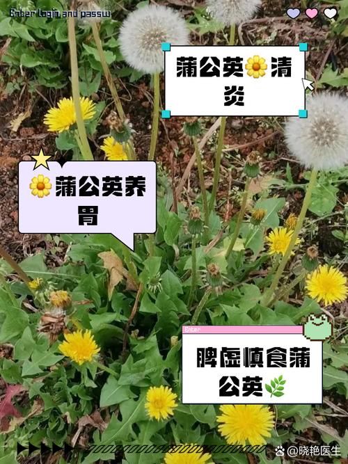 蒲公英种植管理技巧：轻松种植，丰收满满