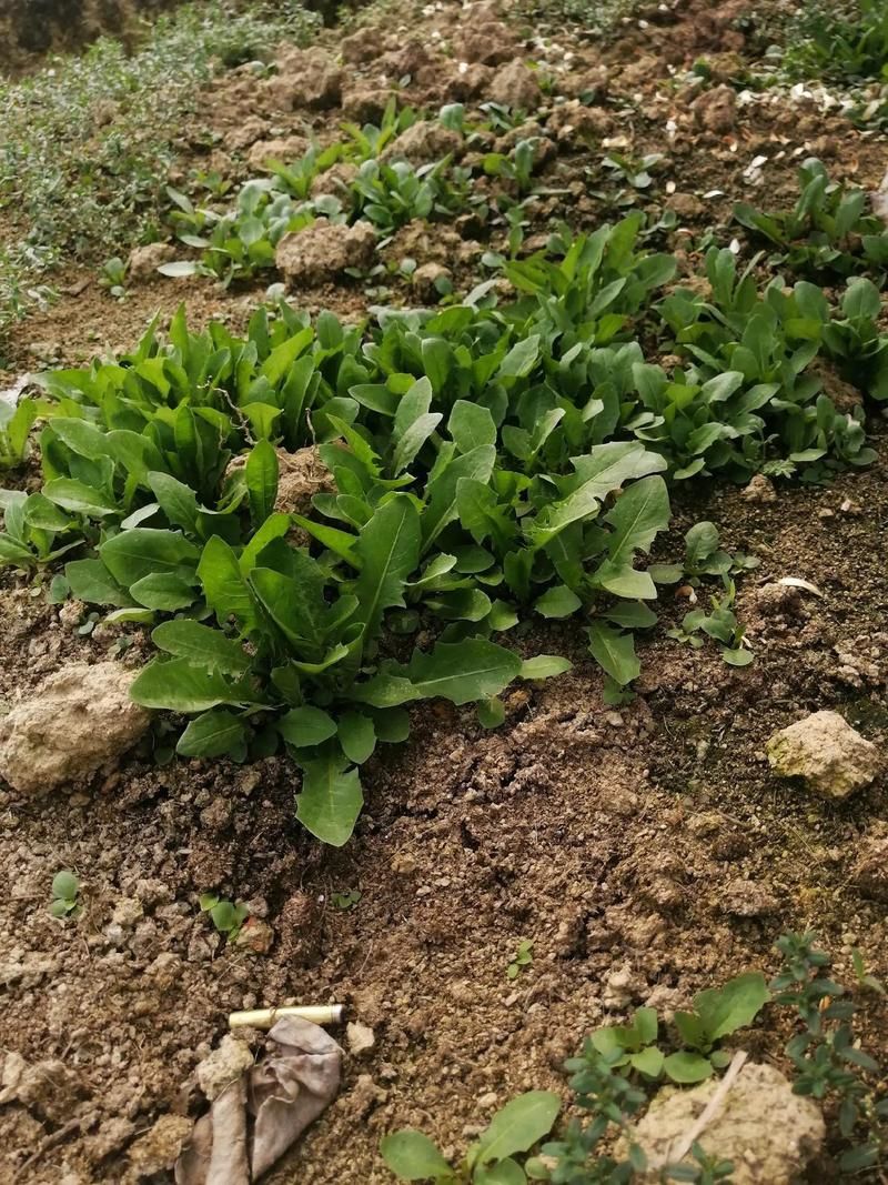 蒲公英种植管理技巧：轻松种植，丰收满满