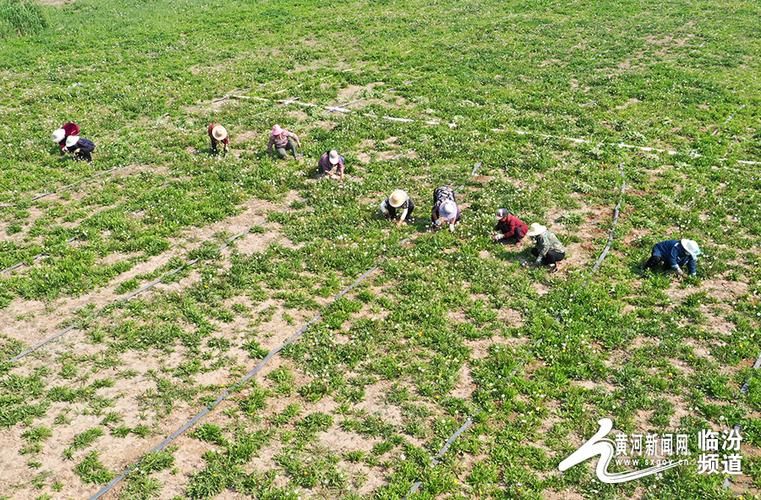 蒲公英种植管理技巧：轻松种植，丰收满满