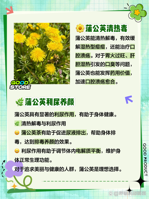 蒲公英种植管理技巧：轻松种植，丰收满满