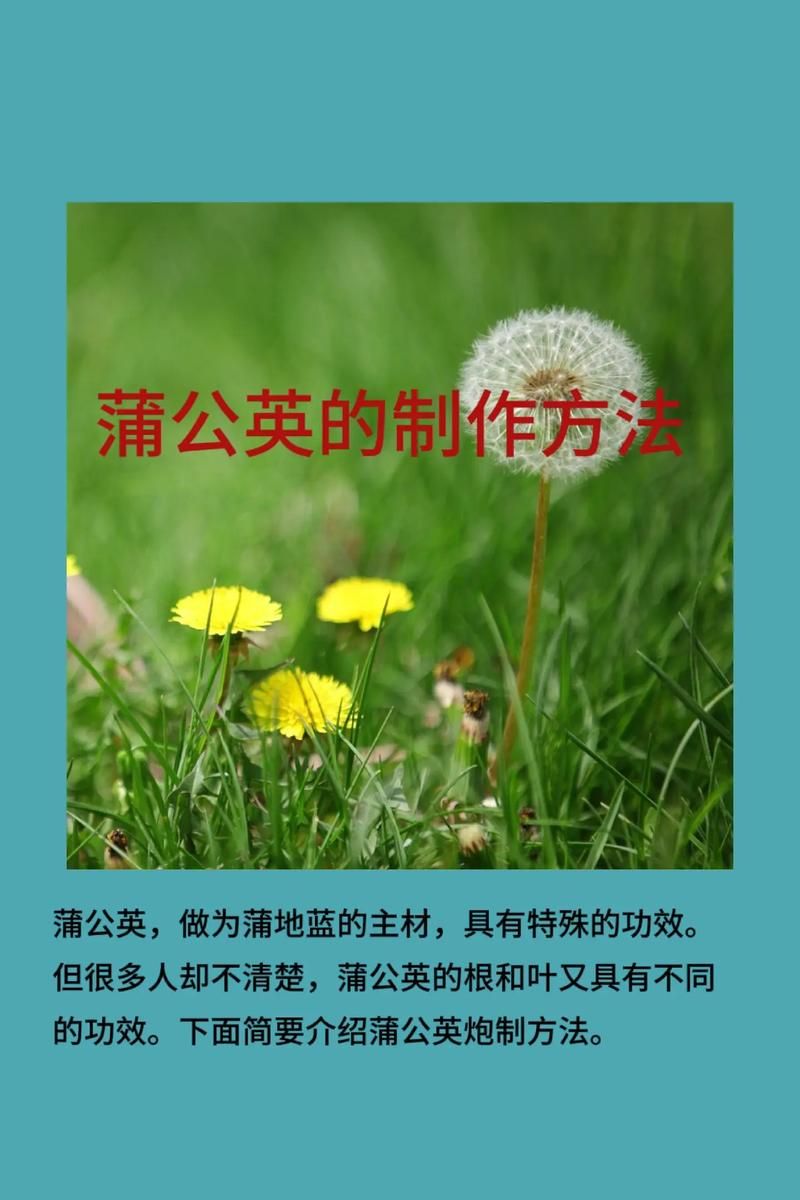 蒲公英种植管理技巧：轻松种植，丰收满满
