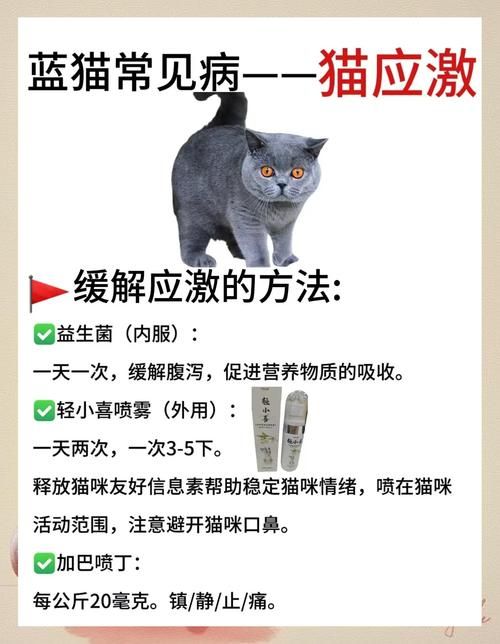 蓝猫最佳出装攻略：新手入门到大神进阶