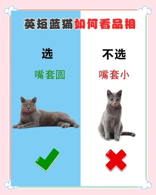 蓝猫最佳出装攻略：新手入门到大神进阶