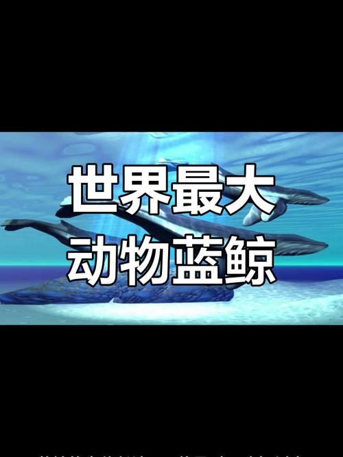蓝鲸：海洋巨无霸的生存现状及保护
