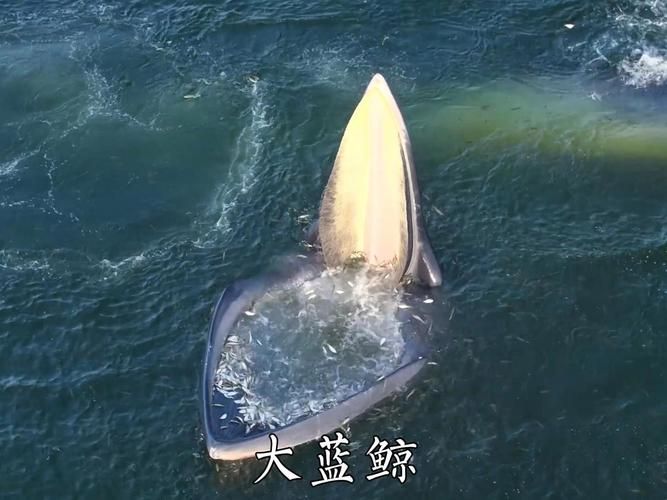 蓝鲸：海洋巨无霸的生存现状及保护