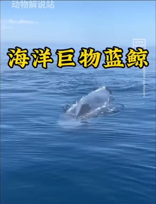 蓝鲸：海洋巨无霸的生存现状及保护