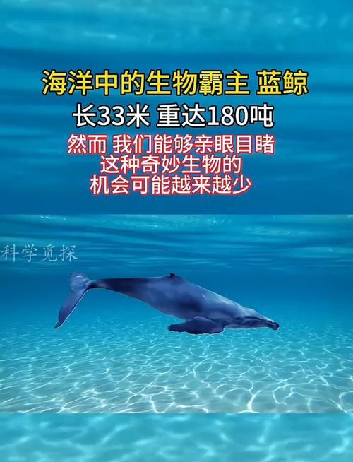 蓝鲸：海洋巨无霸的生存现状及保护