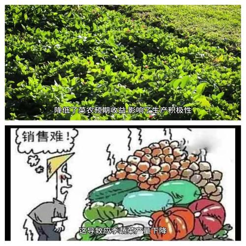 蔬菜价格上涨的原因分析：天气、产量和市场需求