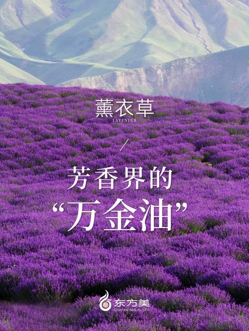 薰衣草研究所：纯天然香氛，给你舒缓身心之感