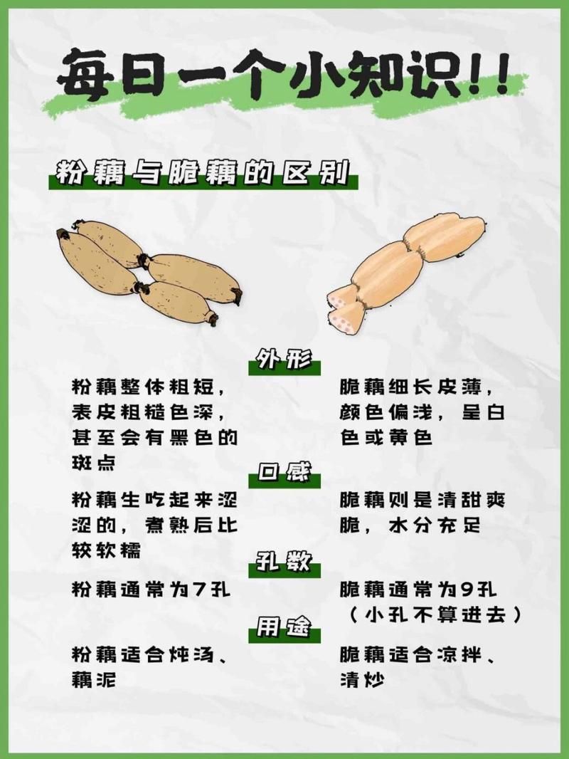 藕断丝连的丝到底有什么作用？秘密就在这里！