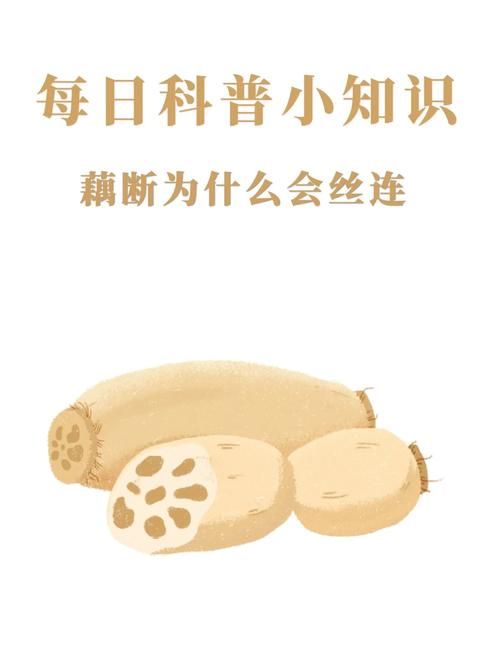 藕断丝连的丝到底有什么作用？秘密就在这里！