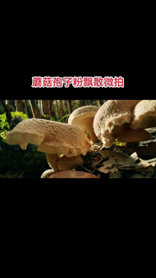 蘑菇释放孢子是什么？小心孢子过敏