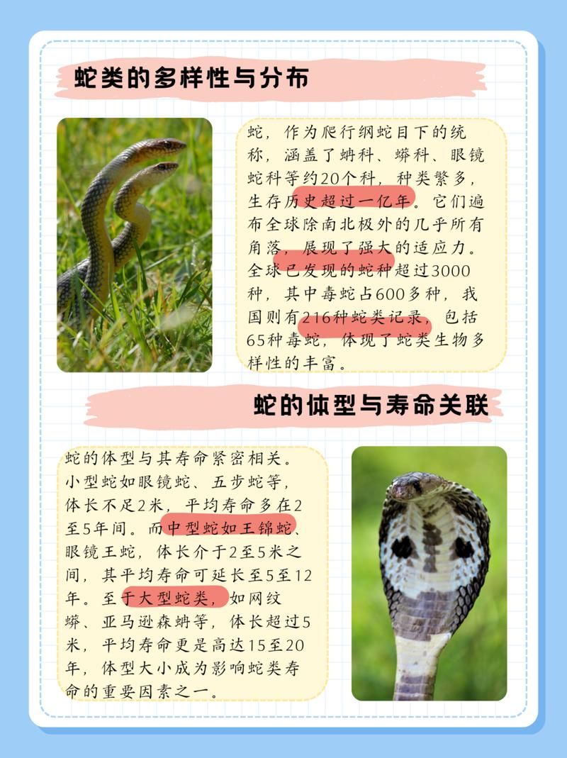 虺蛇图片及资料：一览虺蛇的形态特征及文化内涵