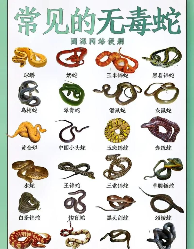 虺蛇图片及资料：一览虺蛇的形态特征及文化内涵